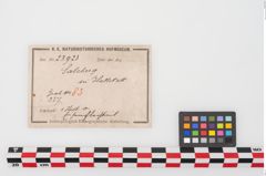 Etiketten zu Eisenärmchenbeil (NHMW-PRAE-023923)